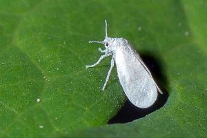 Whitefly pada tumbuhan dalaman bagaimana untuk melawan