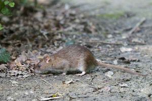 Stahlbeton Weg, um Ratten zu bekämpfen