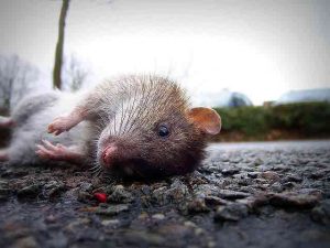 wie man Ratten Volksheilmittel bringt