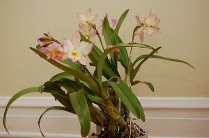 Cum să scapi de mișcări în orhidee