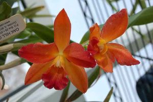 I orkideer avvikles ljóger, hva skal man gjøre