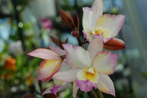 Orchid midge -valvontatoimet