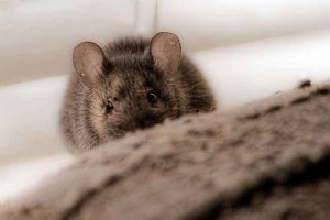 How to get rid of mice in a private house or apartment