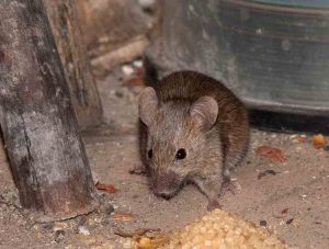 Начин за справяне с мишки в къщата и в страната