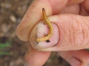 Boj s drátěnými červy v zahradě