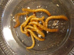 วิธีการรักษาที่มีประสิทธิภาพสำหรับ wireworm