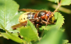 Hornet: hoe zich te ontdoen van een nest