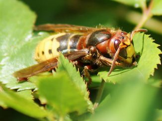 Hornet: how to get rid of a nest
