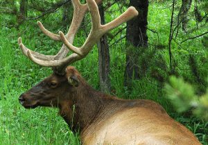 Mengapa kutu moose berbahaya bagi manusia