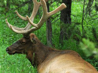 Mengapa kutu moose berbahaya bagi manusia