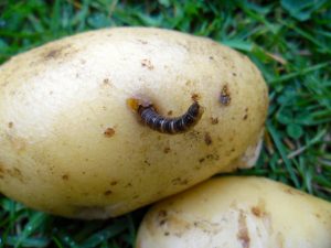 Как да се справим с картофените жици