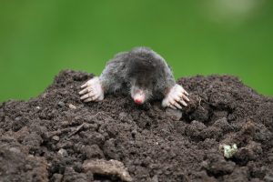 How to deal with moles in a summer cottage?