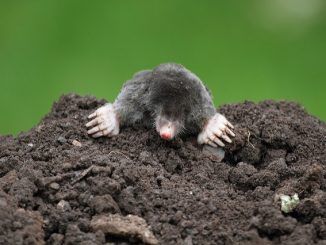 How to deal with moles in a summer cottage?