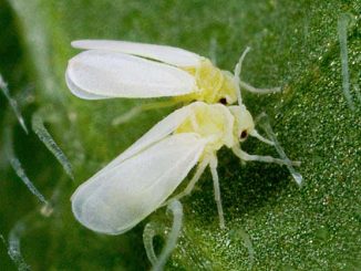 Whitefly: ศัตรูพืชต่อสู้หมายถึงวิธีกำจัด