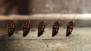 De beste løsningene mot kakerlakker i leiligheten