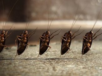 The best remedies for cockroaches in the apartment