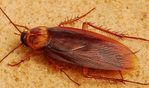 hoe je kakkerlakken snel thuis kunt krijgen