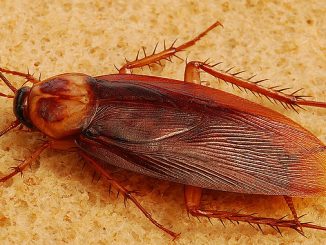 hvordan man hurtigt får kakerlakker derhjemme
