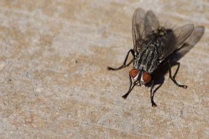 how to get rid of flies at home