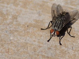 hvordan bli kvitt fluer hjemme