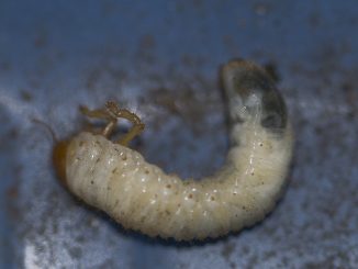beetle larvae how to deal with them