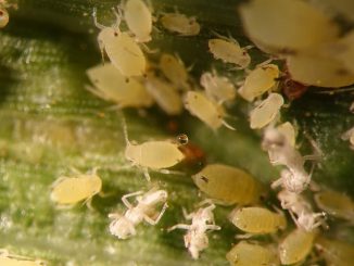 aphids on indoor flowers how to get rid