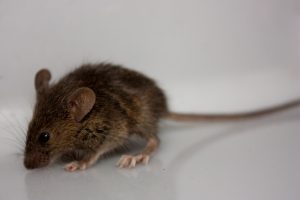 hoe je een muis in een huis kunt vangen zonder muizenval