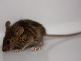 jak chytit myš v domě bez past na myši