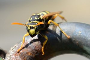 how to deal with wasps in the country