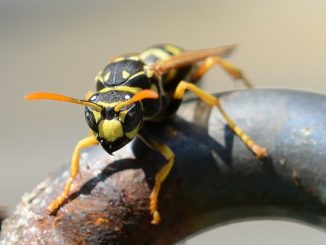 how to deal with wasps in the country