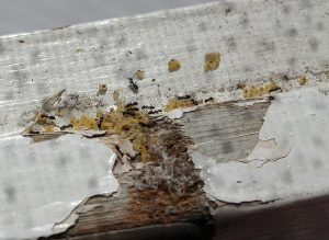 bagaimana menangani semut domestik di sebuah apartmen