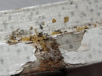 bagaimana menangani semut domestik di sebuah apartmen