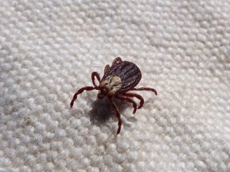 how to extract a tick at home
