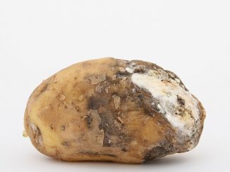 kraupis uz kartupeļiem, kā apstrādāt zemi