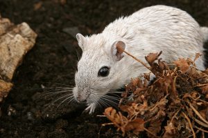 milyen szagotól félnek az egerek?