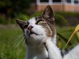 kedi pire kurtulmak için nasıl