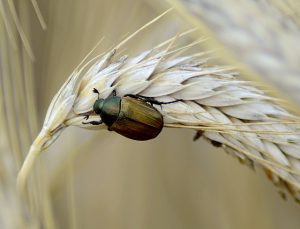 coléoptères dans les céréales comment se battre et se débarrasser