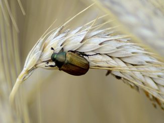 coléoptères dans les céréales comment se battre et se débarrasser