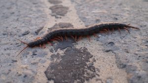 is scolopendra dangerous for humans