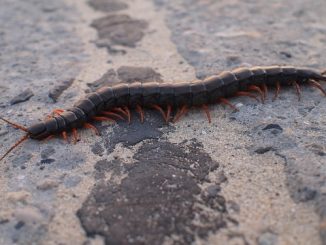 is scolopendra dangerous for humans