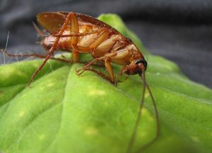 hoe om te gaan met kakkerlakken in een appartement