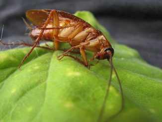 jak se vypořádat s šváby v bytě