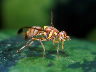 Drosophila vliegen hoe zich te ontdoen