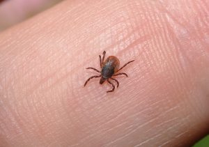 home ticks how to get rid of at home
