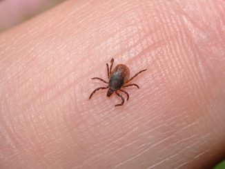 home ticks how to get rid of at home