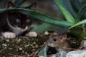 cómo deshacerse de los ratones en el país para siempre