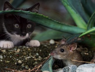 jak se navždy zbavit myší v zemi