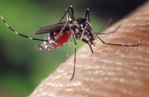 koľko komárov žije po ľudskom uhryznutí