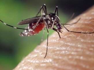 how many mosquitoes live after a human bite