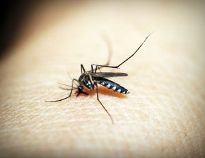 jak zmírnit svědění od komára kousnutí